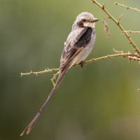 Streamer-tailed Tyrant